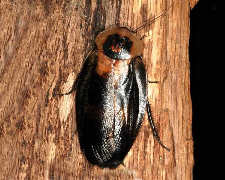 Deaths Head Hissing Cockroach